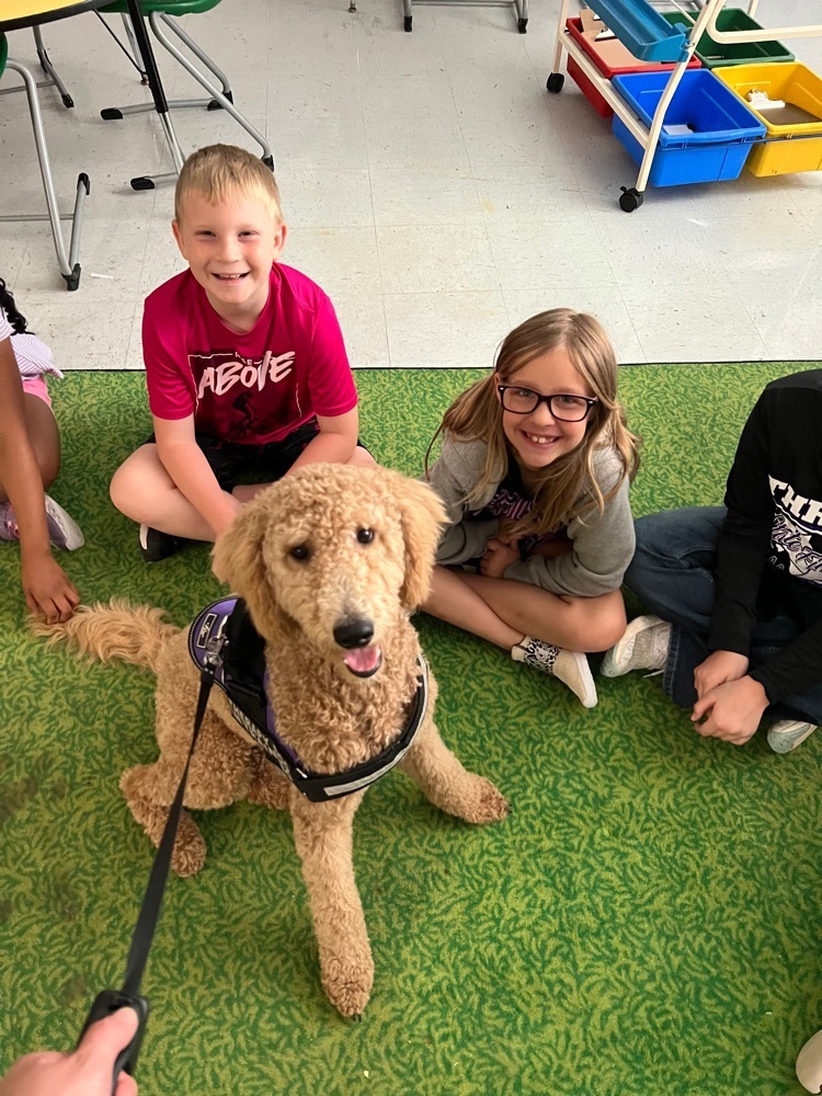 Millie the therapy dog