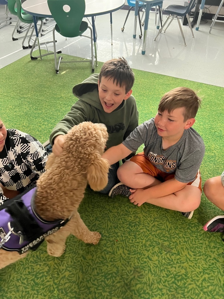 Millie the therapy dog