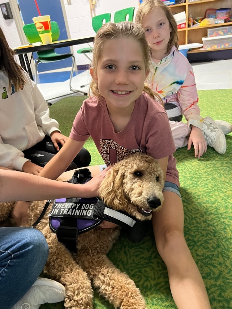 Millie the therapy dog 